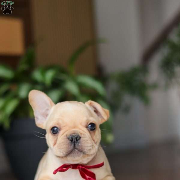 Winston, French Bulldog Puppy